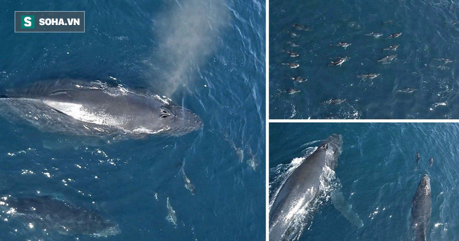 1.500 con cá heo bao vây mẹ con cá voi lưng gù: Nguyên nhân đằng sau làm ai cũng bất ngờ - Ảnh 1.