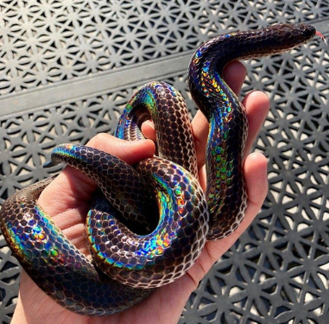 Loài rắn này cực lạ kỳ với khả năng phát ra màu sắc óng ánh dưới ánh nắng, có rất nhiều ở Việt Nam - Ảnh 1.