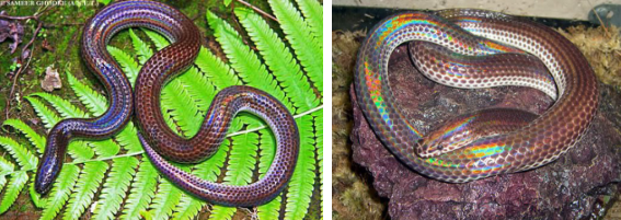 Loài rắn này cực lạ kỳ với khả năng phát ra màu sắc óng ánh dưới ánh nắng, có rất nhiều ở Việt Nam - Ảnh 2.