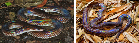 Loài rắn này cực lạ kỳ với khả năng phát ra màu sắc óng ánh dưới ánh nắng, có rất nhiều ở Việt Nam - Ảnh 3.