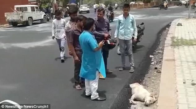 Dư luận Ấn Độ phẫn nộ vì nhóm công nhân thản nhiên rải nhựa đường lên một chú chó đang nằm ngủ - Ảnh 3.