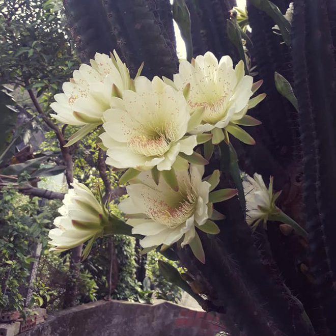 Nóng trên mạng: Cây xương rồng khủng long 30 năm tuổi nở hoa trắng muốt ở Quảng Ninh - Ảnh 1.