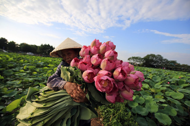 24h qua ảnh: Người phụ nữ thu hoạch hoa sen ở Việt Nam - Ảnh 2.