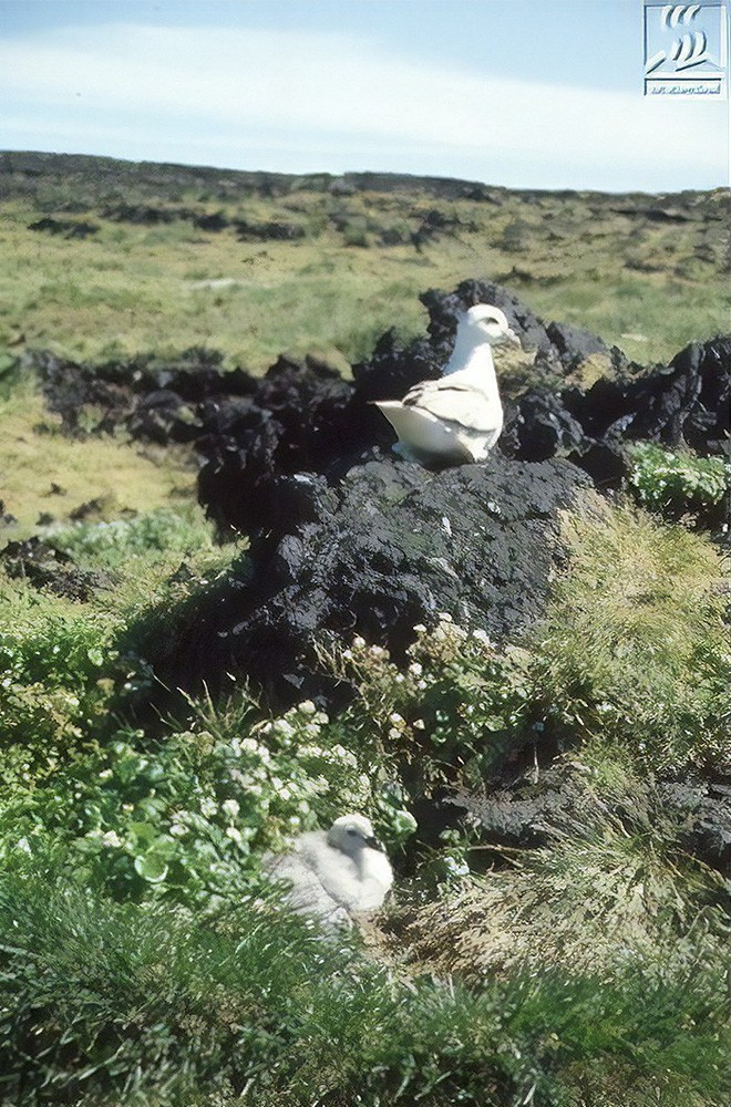 Đảo núi lửa Surtsey: Cấm địa kỳ bí của giới khoa học ngoài khơi Iceland, đến năm 1963 mới được phát hiện - Ảnh 12.