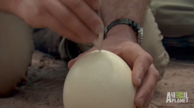 Nhờ nấu giúp quả trứng đà điểu, người đàn ông đinh ninh bà lão sẽ dùng chảo không ngờ bà đổ hết trứng lên cát - Ảnh 5.