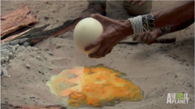 Nhờ nấu giúp quả trứng đà điểu, người đàn ông đinh ninh bà lão sẽ dùng chảo không ngờ bà đổ hết trứng lên cát - Ảnh 6.