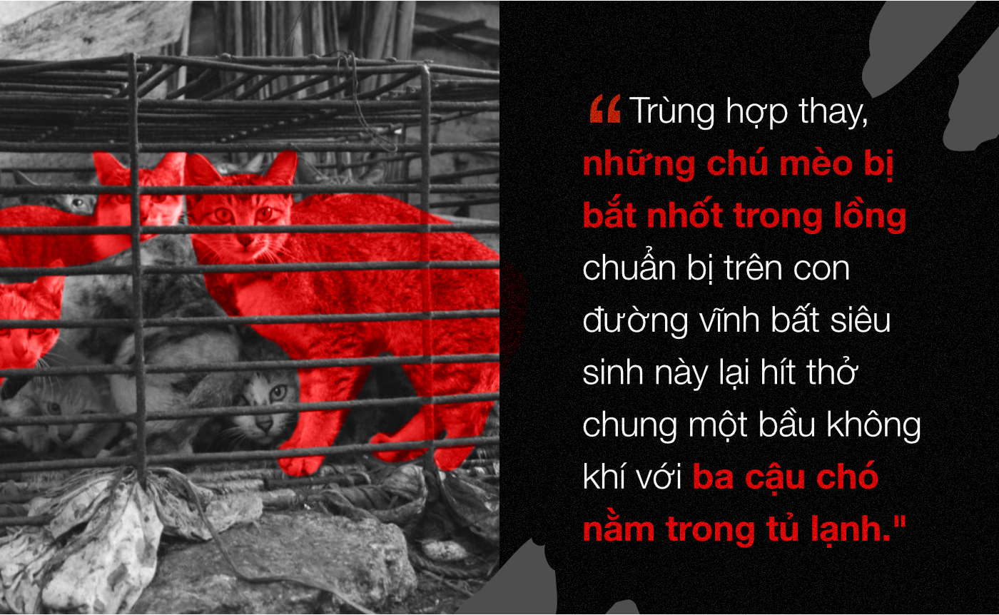 Chuyện ở những đất nước mà chó mèo có hai số phận: Được cưng chiều hết mực, hoặc oặt mình trong lồng cũi tới bàn tiệc - Ảnh 8. Chuyện ở những đất nước mà chó mèo có hai số phận: Được cưng chiều hết mực, hoặc oặt mình trong lồng cũi tới bàn tiệc 13