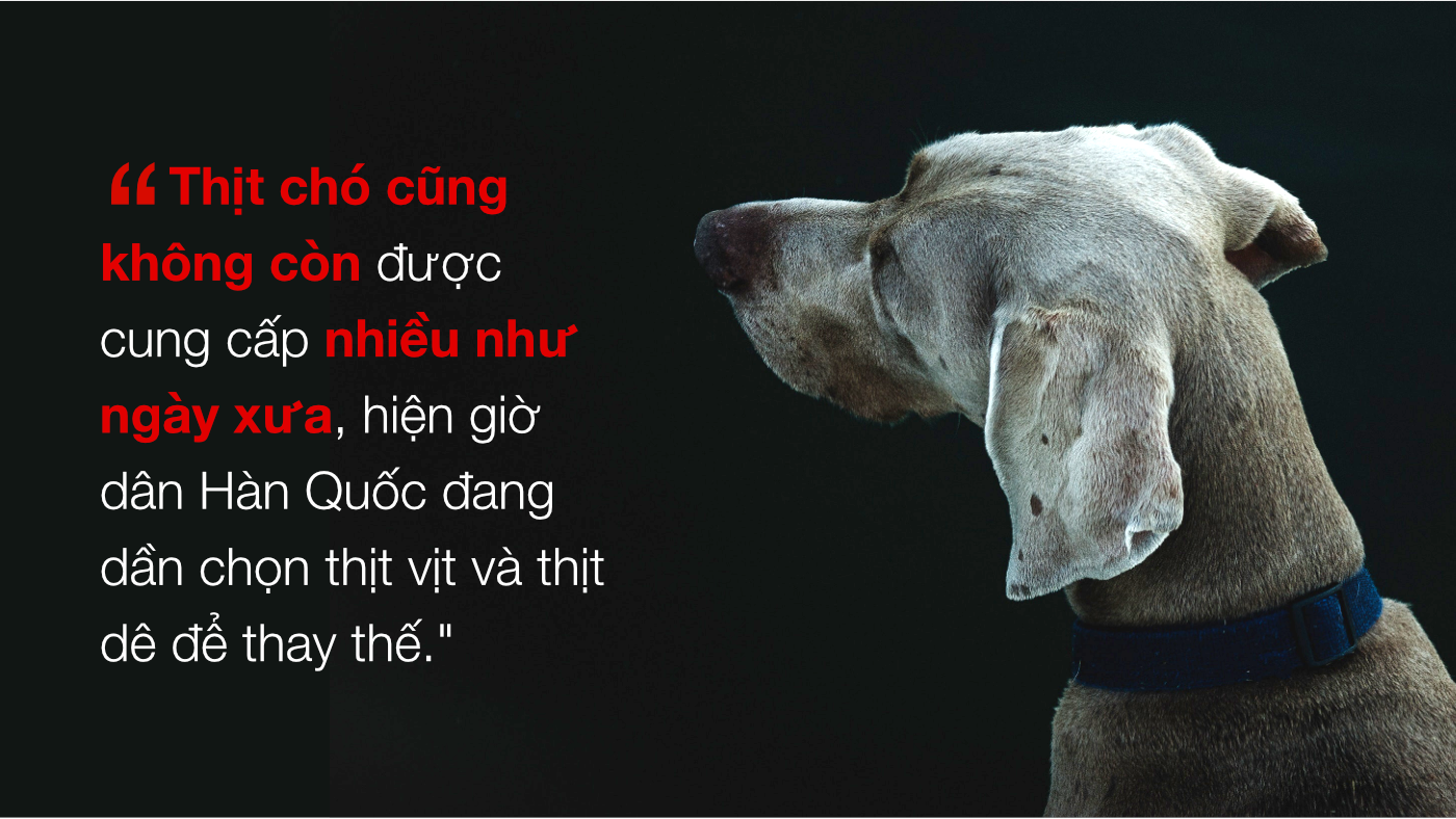 Chuyện ở những đất nước mà chó mèo có hai số phận: Được cưng chiều hết mực, hoặc oặt mình trong lồng cũi tới bàn tiệc - Ảnh 16. Chuyện ở những đất nước mà chó mèo có hai số phận: Được cưng chiều hết mực, hoặc oặt mình trong lồng cũi tới bàn tiệc 21