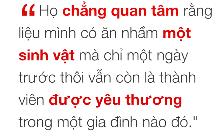Chuyện ở những đất nước mà chó mèo có hai số phận: Được cưng chiều hết mực, hoặc oặt mình trong lồng cũi tới bàn tiệc - Ảnh 14. Chuyện ở những đất nước mà chó mèo có hai số phận: Được cưng chiều hết mực, hoặc oặt mình trong lồng cũi tới bàn tiệc 19