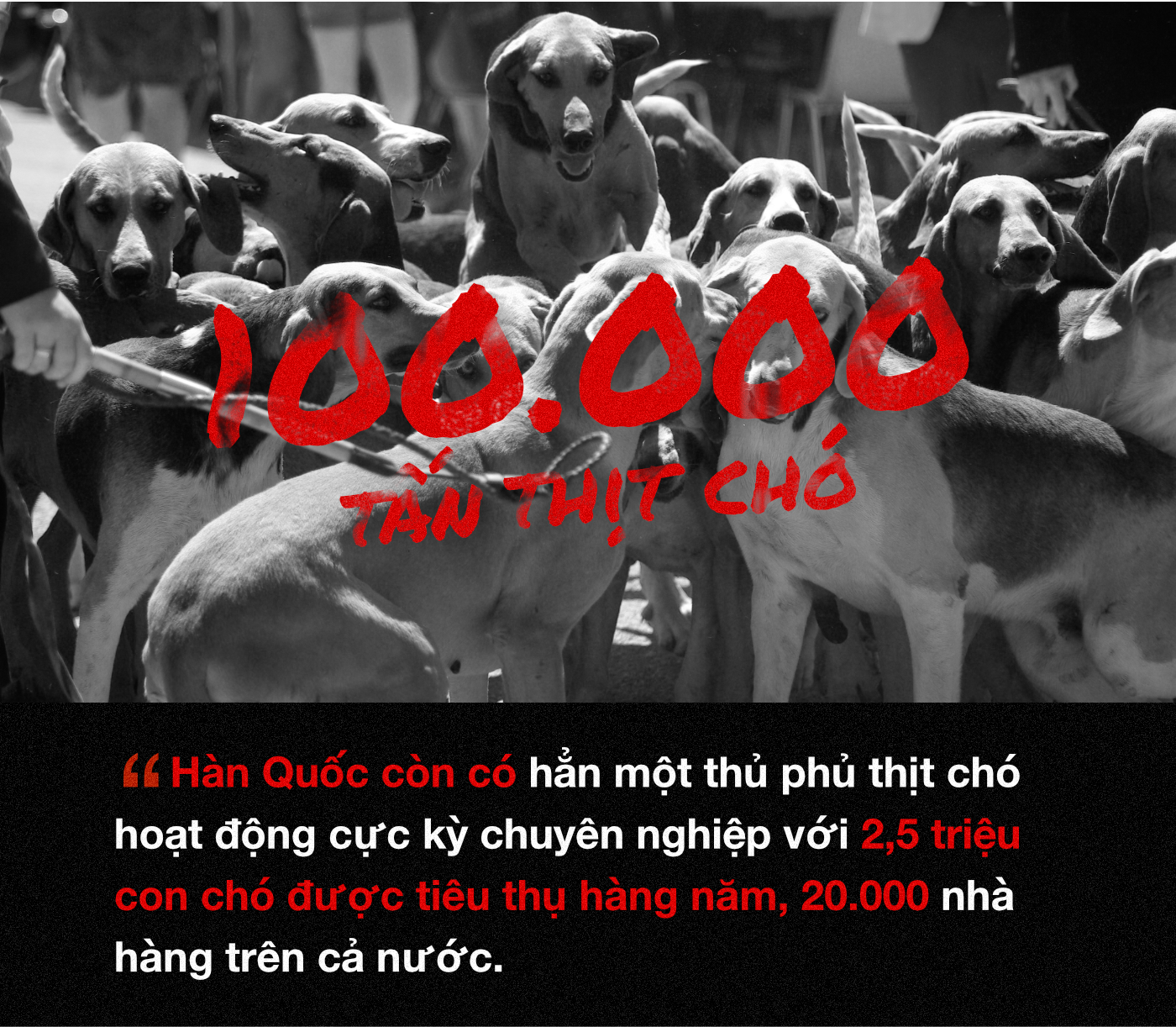Chuyện ở những đất nước mà chó mèo có hai số phận: Được cưng chiều hết mực, hoặc oặt mình trong lồng cũi tới bàn tiệc - Ảnh 13. Chuyện ở những đất nước mà chó mèo có hai số phận: Được cưng chiều hết mực, hoặc oặt mình trong lồng cũi tới bàn tiệc 18
