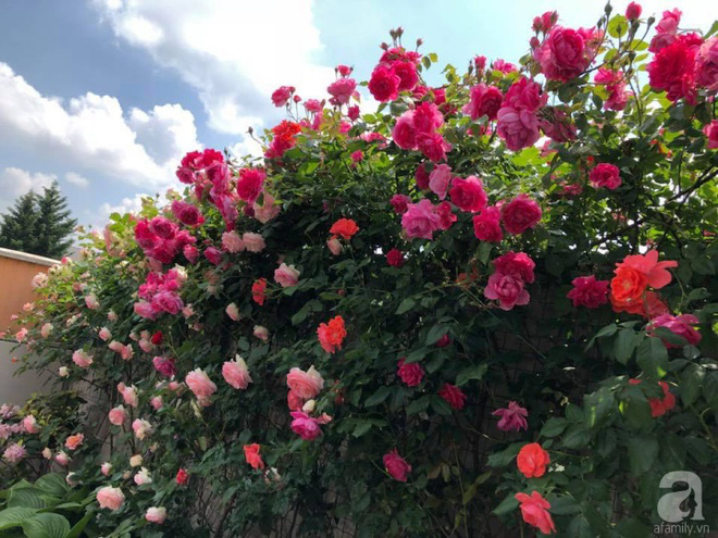 Khu vườn hoa hồng rộng 500m² với hàng trăm gốc hồng đẹp rực rỡ của người phụ nữ gốc Hà Thành - Ảnh 1.