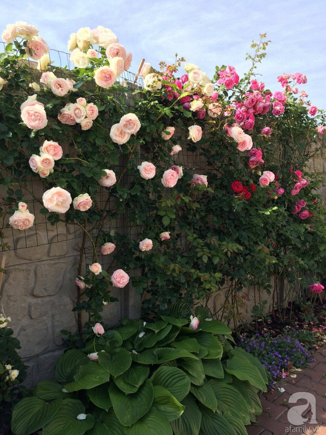 Khu vườn hoa hồng rộng 500m² với hàng trăm gốc hồng đẹp rực rỡ của người phụ nữ gốc Hà Thành - Ảnh 5.