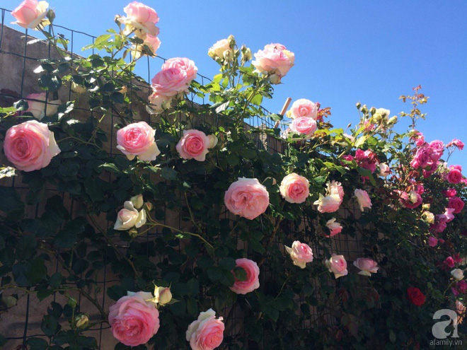 Khu vườn hoa hồng rộng 500m² với hàng trăm gốc hồng đẹp rực rỡ của người phụ nữ gốc Hà Thành - Ảnh 6.