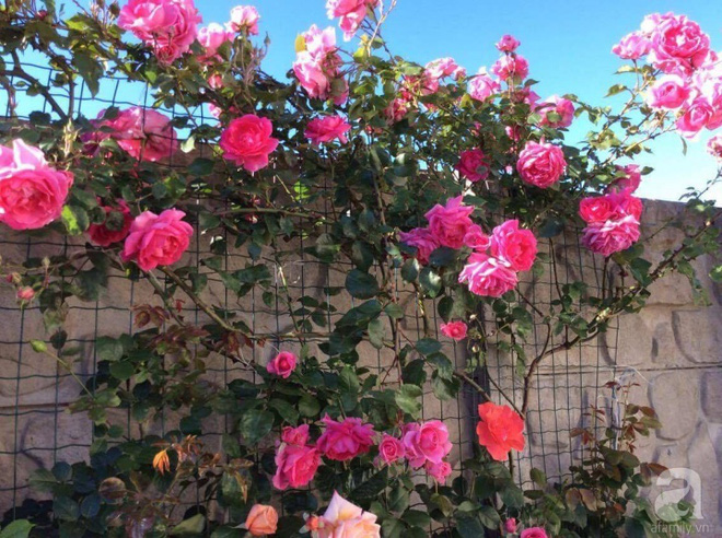 Khu vườn hoa hồng rộng 500m² với hàng trăm gốc hồng đẹp rực rỡ của người phụ nữ gốc Hà Thành - Ảnh 7.