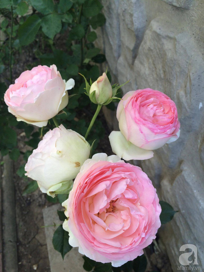 Khu vườn hoa hồng rộng 500m² với hàng trăm gốc hồng đẹp rực rỡ của người phụ nữ gốc Hà Thành - Ảnh 10.