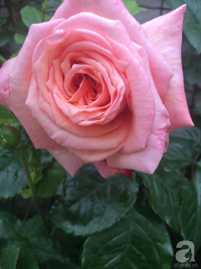 Khu vườn hoa hồng rộng 500m² với hàng trăm gốc hồng đẹp rực rỡ của người phụ nữ gốc Hà Thành - Ảnh 11.