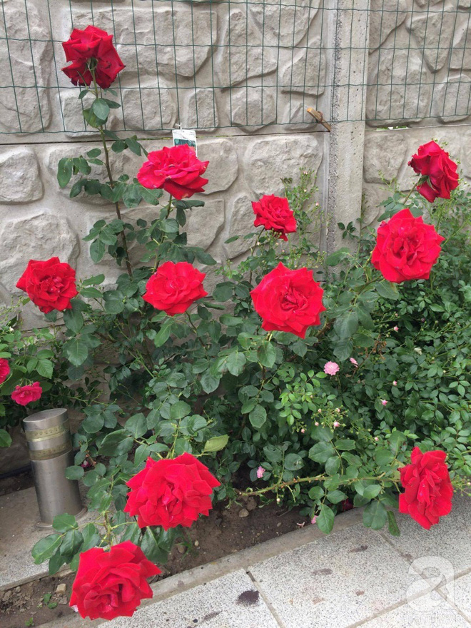 Khu vườn hoa hồng rộng 500m² với hàng trăm gốc hồng đẹp rực rỡ của người phụ nữ gốc Hà Thành - Ảnh 12.