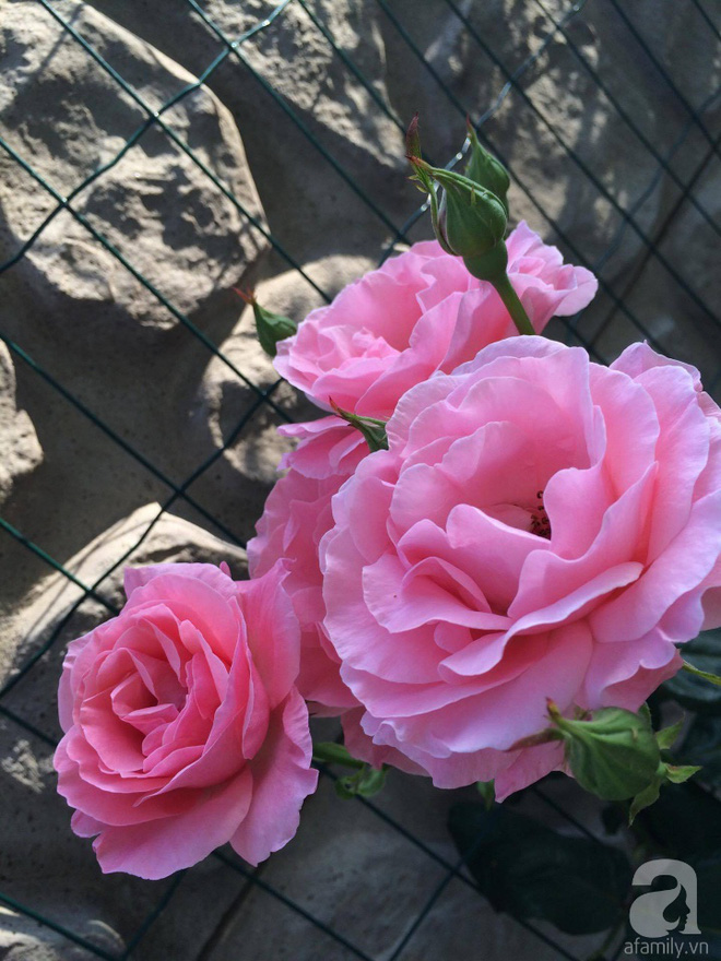 Khu vườn hoa hồng rộng 500m² với hàng trăm gốc hồng đẹp rực rỡ của người phụ nữ gốc Hà Thành - Ảnh 13.