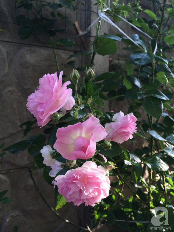 Khu vườn hoa hồng rộng 500m² với hàng trăm gốc hồng đẹp rực rỡ của người phụ nữ gốc Hà Thành - Ảnh 14.