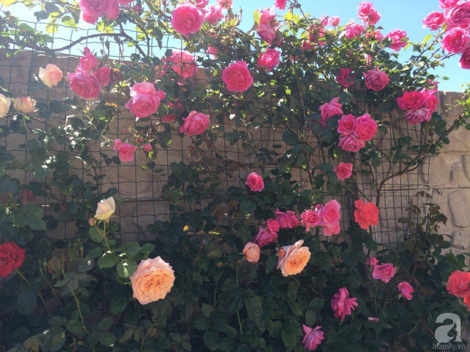 Khu vườn hoa hồng rộng 500m² với hàng trăm gốc hồng đẹp rực rỡ của người phụ nữ gốc Hà Thành - Ảnh 15.