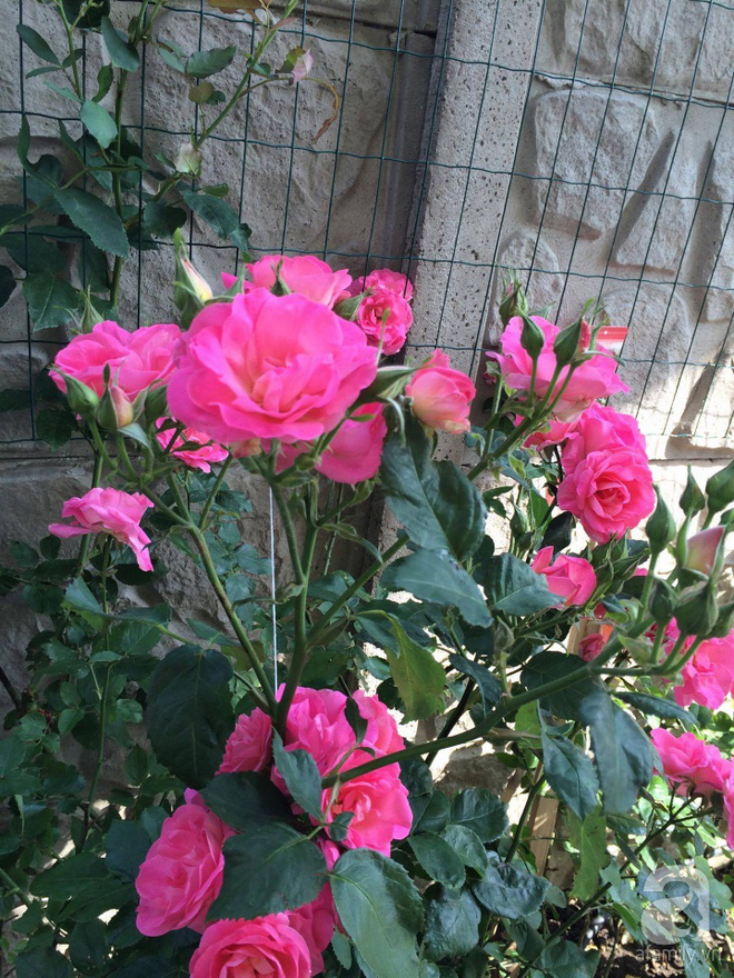 Khu vườn hoa hồng rộng 500m² với hàng trăm gốc hồng đẹp rực rỡ của người phụ nữ gốc Hà Thành - Ảnh 16.