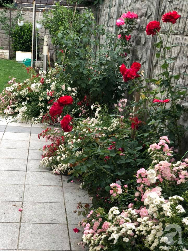 Khu vườn hoa hồng rộng 500m² với hàng trăm gốc hồng đẹp rực rỡ của người phụ nữ gốc Hà Thành - Ảnh 19.