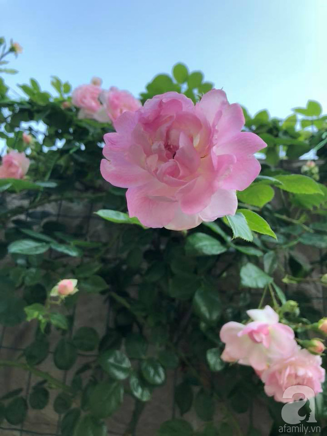 Khu vườn hoa hồng rộng 500m² với hàng trăm gốc hồng đẹp rực rỡ của người phụ nữ gốc Hà Thành - Ảnh 20.
