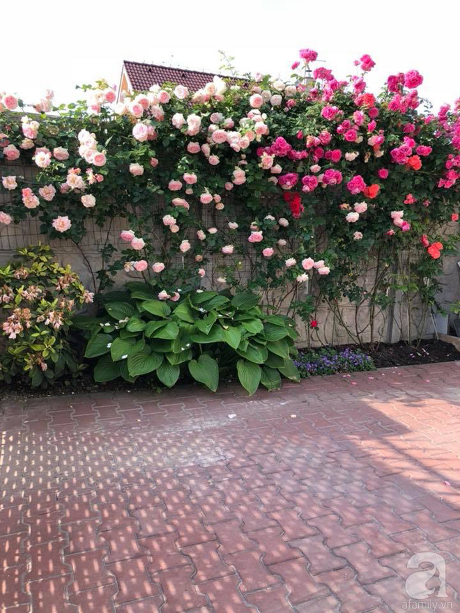 Khu vườn hoa hồng rộng 500m² với hàng trăm gốc hồng đẹp rực rỡ của người phụ nữ gốc Hà Thành - Ảnh 22.