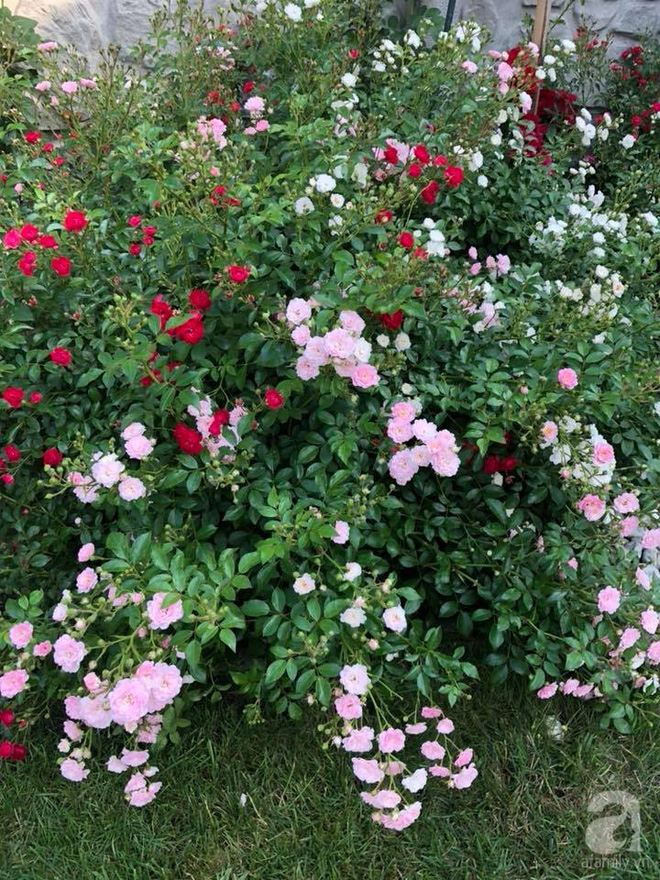 Khu vườn hoa hồng rộng 500m² với hàng trăm gốc hồng đẹp rực rỡ của người phụ nữ gốc Hà Thành - Ảnh 26.