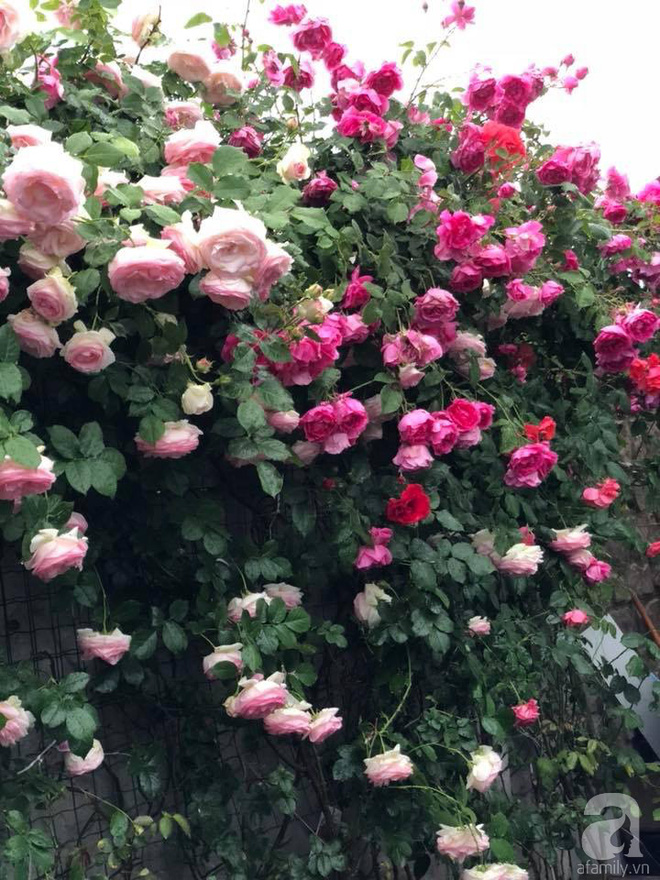Khu vườn hoa hồng rộng 500m² với hàng trăm gốc hồng đẹp rực rỡ của người phụ nữ gốc Hà Thành - Ảnh 28.