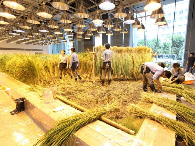 Công ty cho nhân viên trồng lúa trong văn phòng, cuối vụ đưa cả con đến gặt cho vui - Ảnh 3.