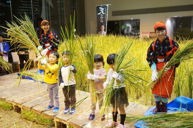 Công ty cho nhân viên trồng lúa trong văn phòng, cuối vụ đưa cả con đến gặt cho vui - Ảnh 6.