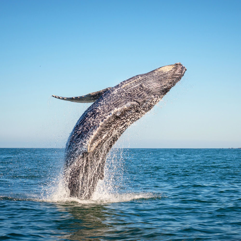Ngất ngây với bức ảnh cá voi lưng gù phi thân dựng đứng trên mặt biển - Ảnh 8.