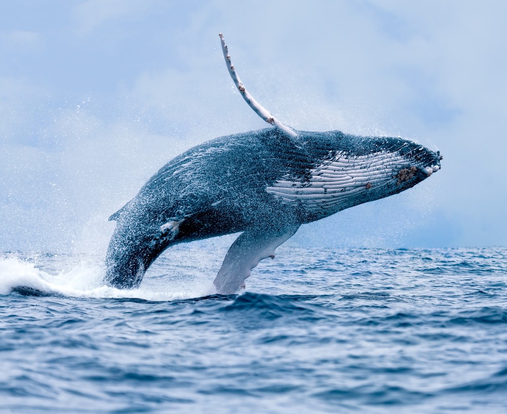 Ngất ngây với bức ảnh cá voi lưng gù phi thân dựng đứng trên mặt biển - Ảnh 9.