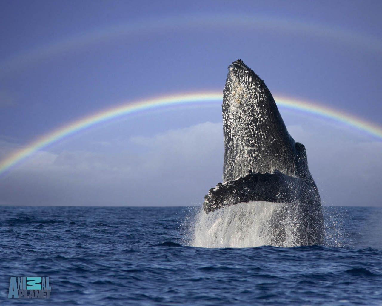 Ngất ngây với bức ảnh cá voi lưng gù phi thân dựng đứng trên mặt biển - Ảnh 2.