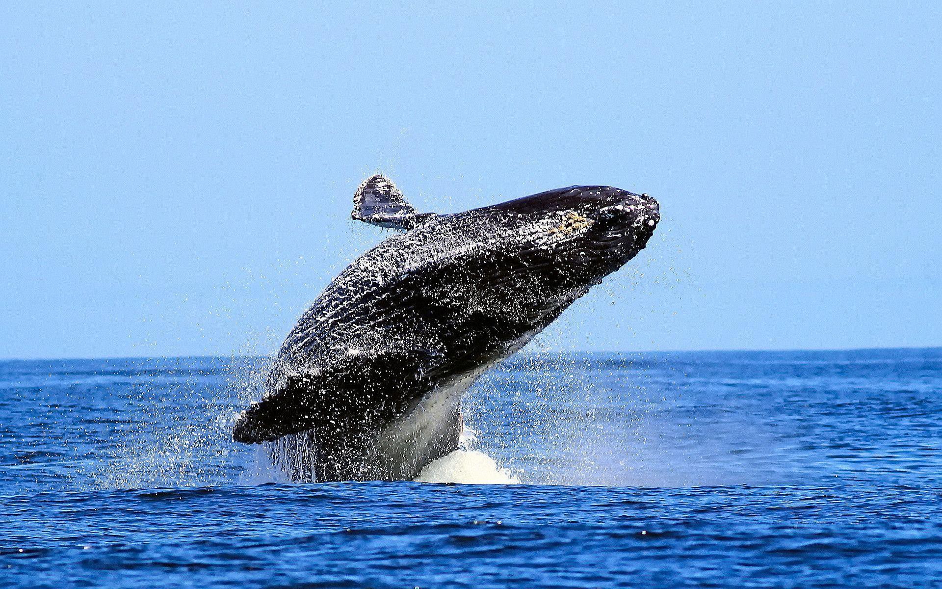 Ngất ngây với bức ảnh cá voi lưng gù phi thân dựng đứng trên mặt biển - Ảnh 6.