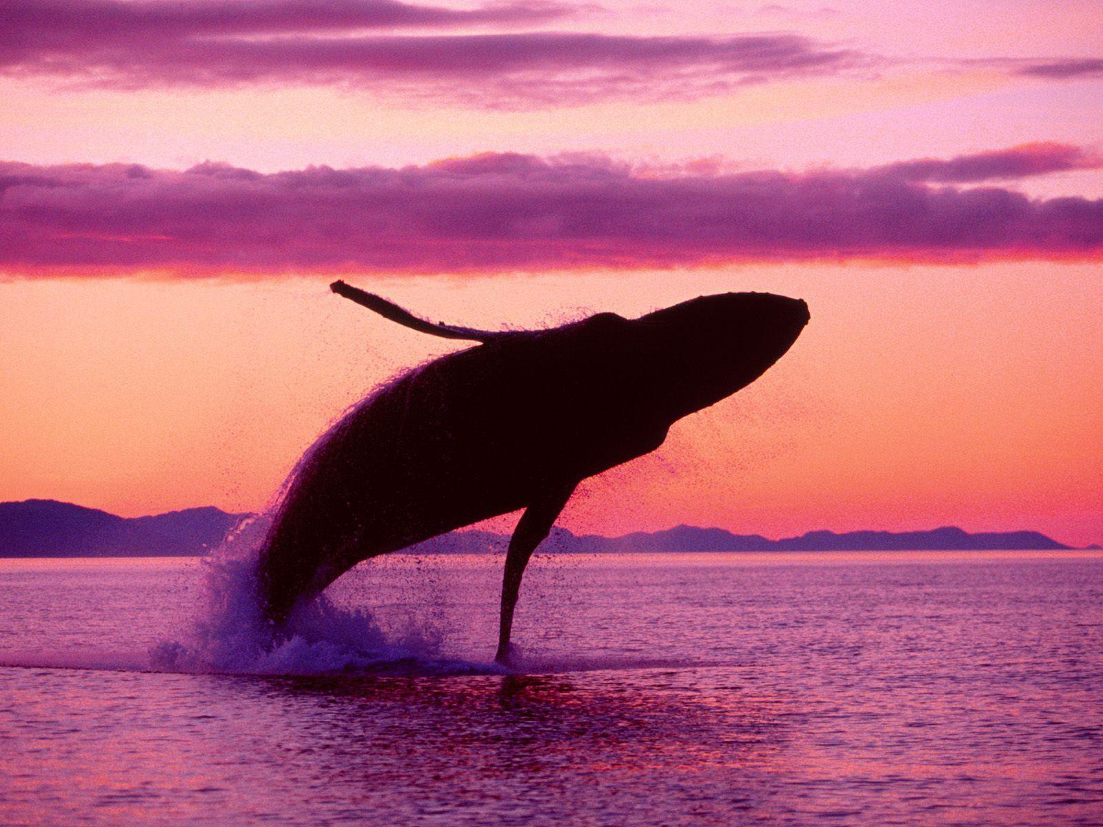 Ngất ngây với bức ảnh cá voi lưng gù phi thân dựng đứng trên mặt biển - Ảnh 10.