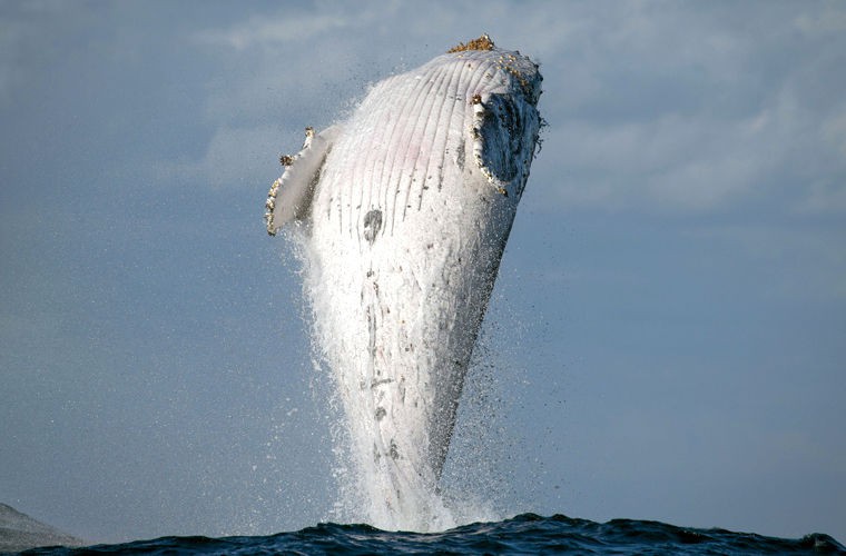 Ngất ngây với bức ảnh cá voi lưng gù phi thân dựng đứng trên mặt biển - Ảnh 1.