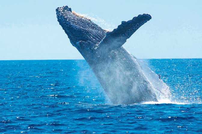 Ngất ngây với bức ảnh cá voi lưng gù phi thân dựng đứng trên mặt biển - Ảnh 3.