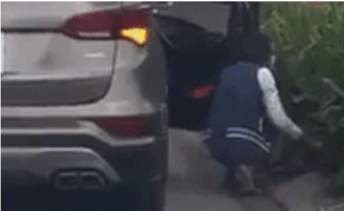 Người phụ nữ đi ô tô thản nhiên nhổ trộm hoa ven đường ở Sài Gòn 1