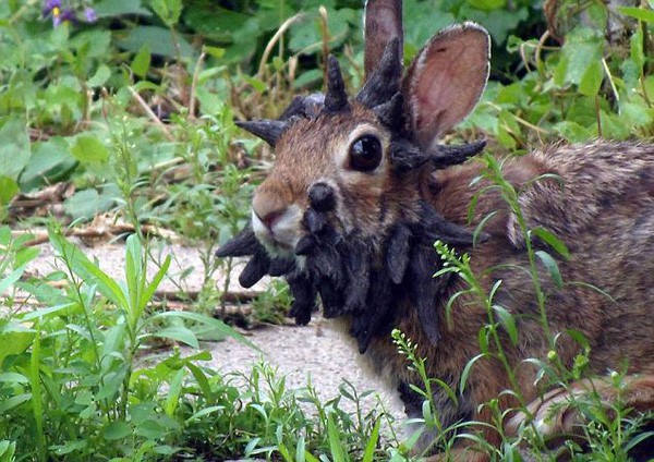 Jackalope: Từ huyền thoại thỏ sừng nai trong truyện dân gian Mỹ đến những con thỏ “quái vật” ngoài đời thực vì căn bệnh đáng sợ - Ảnh 5.