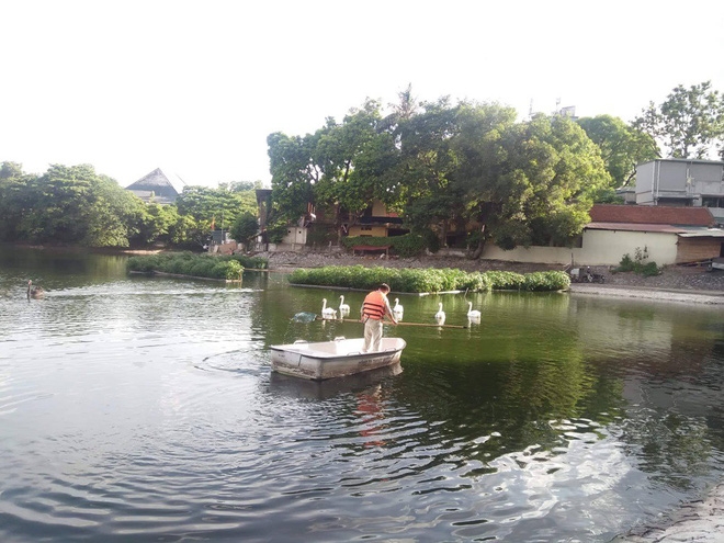 Đàn thiên nga ở hồ Thiền Quang 'vật lộn' với trời nắng nóng 40 độ C ra sao? 7