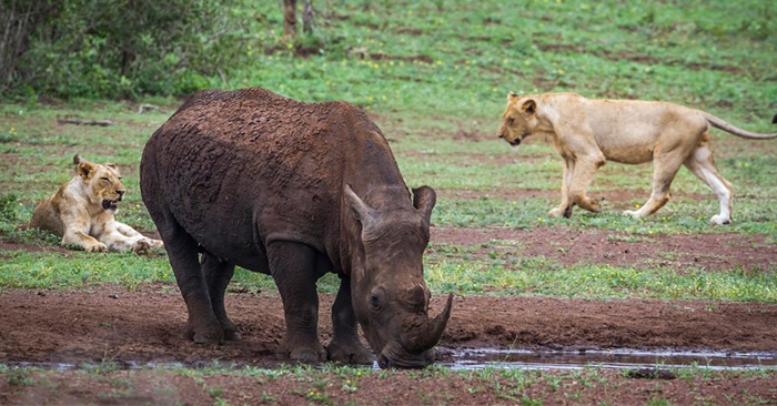 3 kẻ đột nhập khu bảo tồn săn trộm tê giác bị sư tử ăn thịt 1
