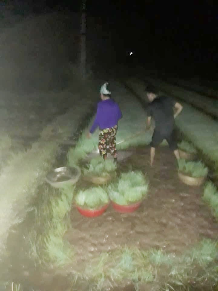 Nhìn cảnh các mẹ lọ mọ rọi đèn đi cấy giữa đêm tránh cái nóng 40 độ này mới biết những bác nông dân vất vả thế nào 3 Nhìn cảnh các mẹ lọ mọ rọi đèn đi cấy giữa đêm tránh cái nóng 40 độ này mới biết những bác nông dân vất vả thế nào 3