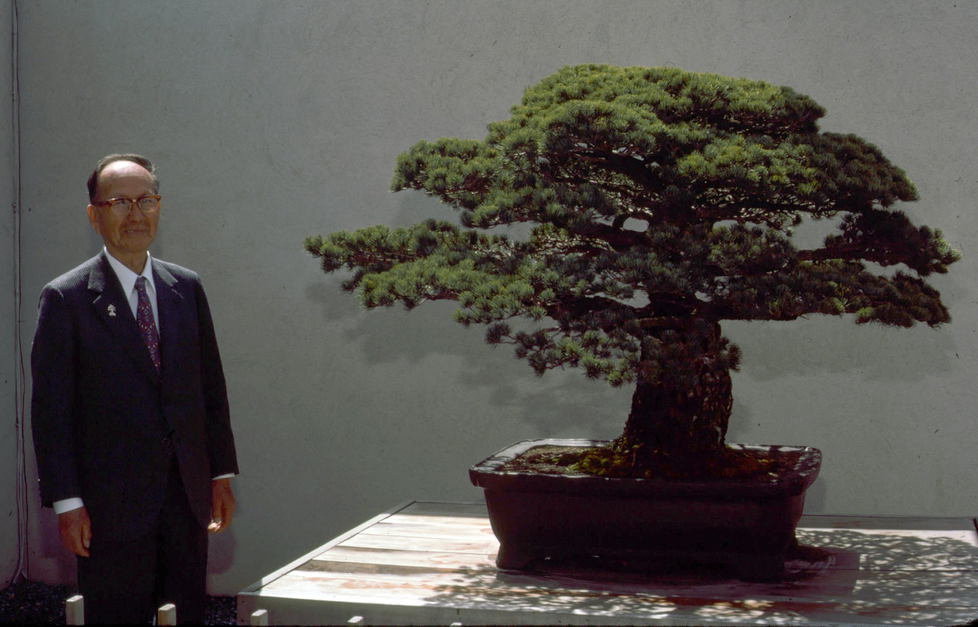Câu chuyện của cây bonsai Nhật Bản 400 tuổi vẫn sống sót sau khi bom nguyên tử thả xuống Hiroshima - Ảnh 6.
