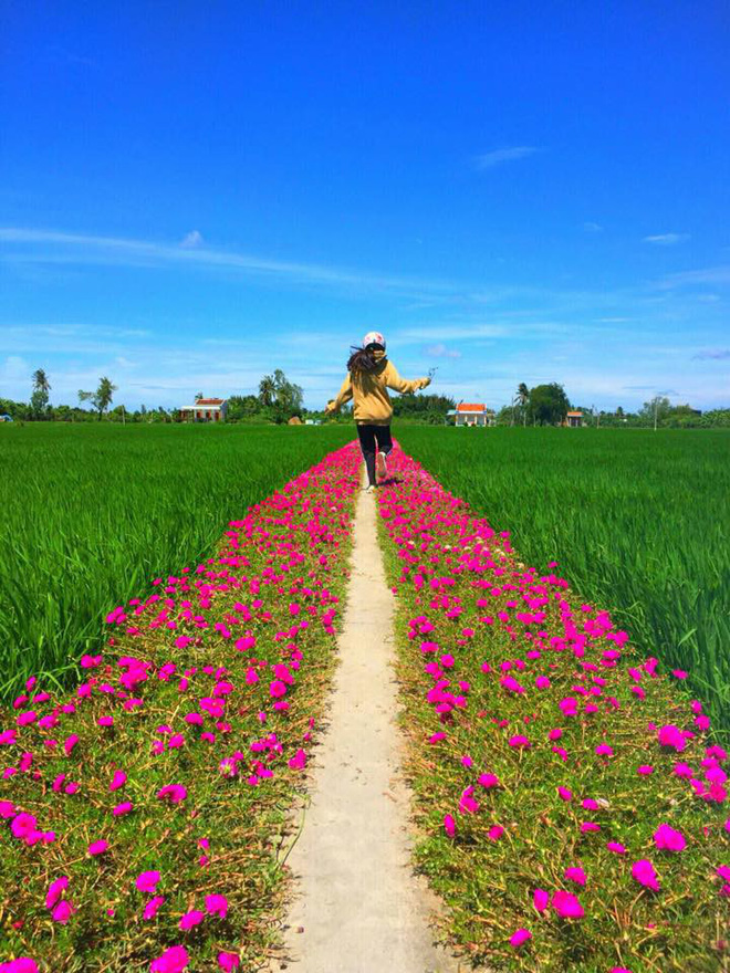 Con đường hoa mười giờ giữa 2 thửa ruộng đẹp như tranh khiến dân mạng ở Tiền Giang muốn đến check-in bằng được 2