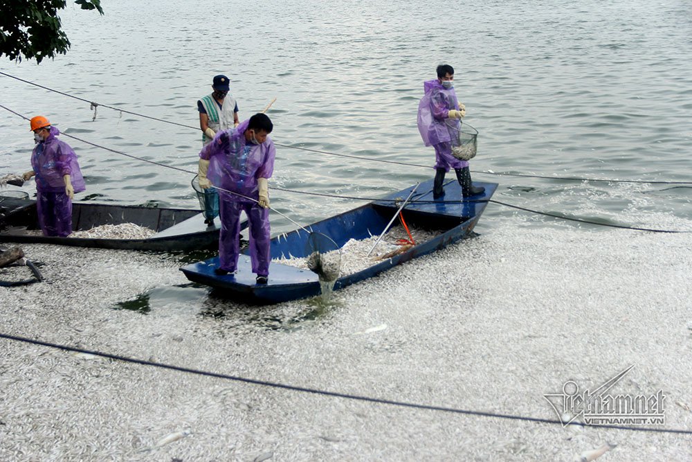 Cá chết trắng ở hồ Tây: Hàng trăm hộ dân thức trắng vì mùi hôi thối, hàng quán đóng cửa 3