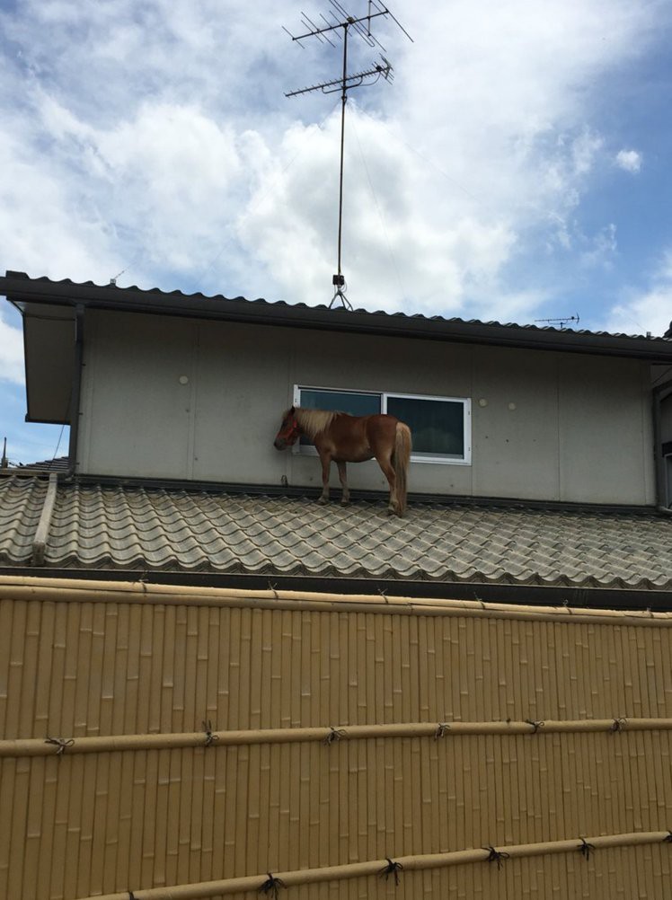 Chú ngựa đi lạc lên... mái nhà sau trận lũ quét ở Nhật Bản - Ảnh 2.
