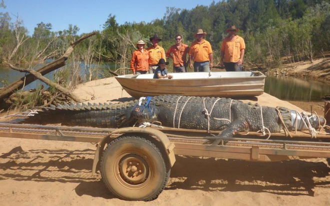 Sau 8 năm ròng rã truy lùng, lực lượng chức năng Australia bắt được cá sấu khổng lồ - Ảnh 1.
