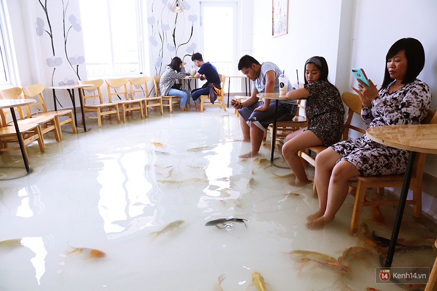 Chủ quán cafe Sài Gòn cho khách cởi giày, ngâm chân dưới hồ cá: Có nội quy cho khách, chúng tôi còn cử 8 nhân viên túc trực 24/24 theo dõi cá - Ảnh 2. Chủ quán cafe Sài Gòn cho khách cởi giày, ngâm chân dưới hồ cá: Có nội quy cho khách, chúng tôi còn cử 8 nhân viên túc trực 24/24 theo dõi cá - Ảnh 2.